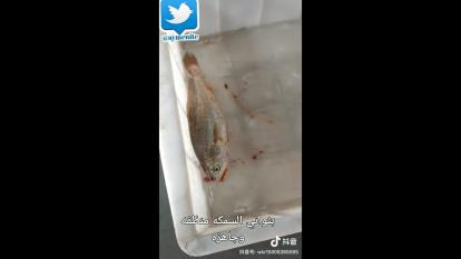 دستگاه (فوق العاده) پاک کردن ماهی در عرض چند ثانیه