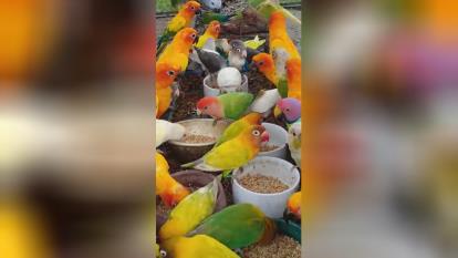 طوطی های ناز و خوشگل 🐦🐥🐤