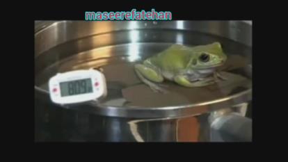 کلیپ غورباقه ی آرامپز 😦😐😢