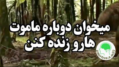 میخوان دوباره ماموت‌ها رو زنده کنن!