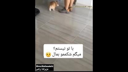 زبان اراکی
