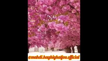 قانون رهایی