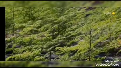 بشاگرد- مزارع مورنیگا-خواص مورنیگا