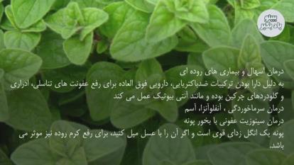 فواید دمنوش پونه