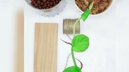 تکثیرپتوس ابلق
