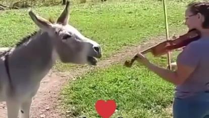 خر در چمن واقعی🤣😅
