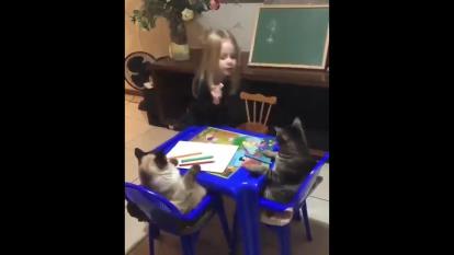 داره به گربه ها درس میده😂😂