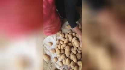 صادرات و واردات میوه جات و صیفی جات با کشور های اروپایی و عربی جهت اطلاعات بیشتر