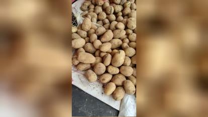 بارگیری‌ سیب‌ زمینی لوکس‌ ازکبودرآهنگ‌ همدان‌ به‌ سرخس‌ تاجیکستان‌ توسط‌ بازرگان