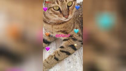 گربه ملوس