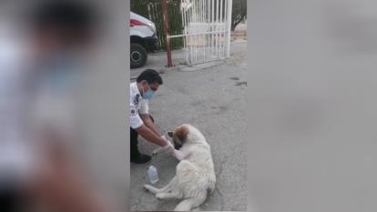 (ویدئو) پناه بردن سگ مصدوم به اورژانس
