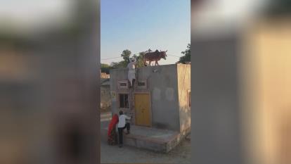 پرش گاو اهلی