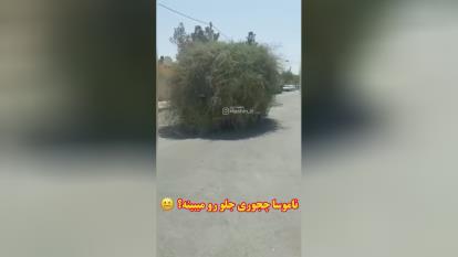 سم های وطنی😂