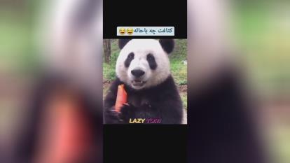 🐼 پاندا 🐼