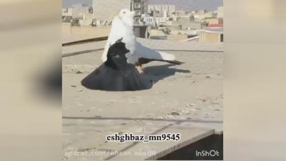 یک جفت کبوتر ناز