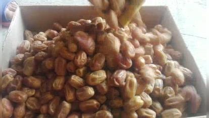 خرید و فروش عمده خرما