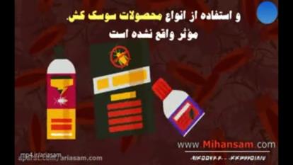 چگونه عقرب‌ها را از خانه‌تان دور کنید؟