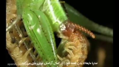 آیا صدپا واقعاً 100 پا دارد؟