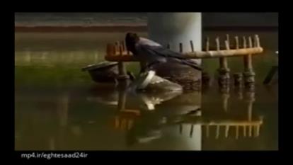 کلاغ باهوش ایرانی در حال شکار ماهی!