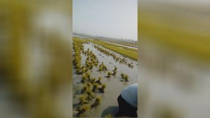 تولیدی نشابرنج