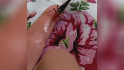 غذا دادن به پروانه
