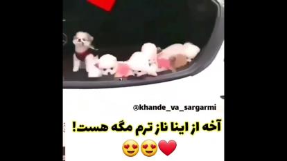 ناز تر از اینا مگه داریم اخیشششششش