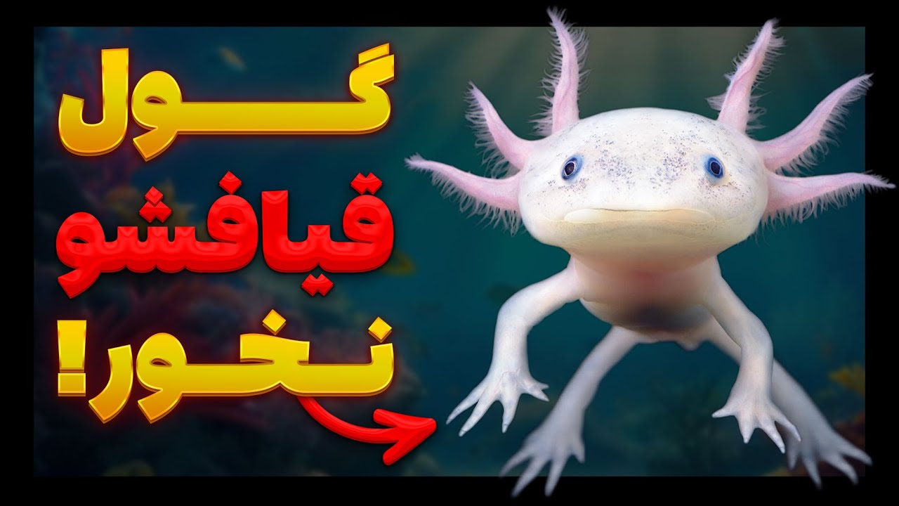 پوستر چرا و چگونه این جاندار مغزش رو بازسازی میکنه؟ آکسولوتل کیه؟
