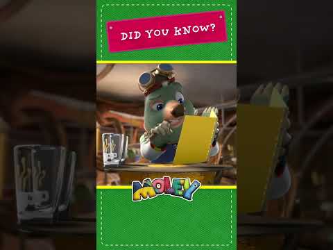 پوستر سوخت پایدار مولی بومرنگ انگلستان کوتاه