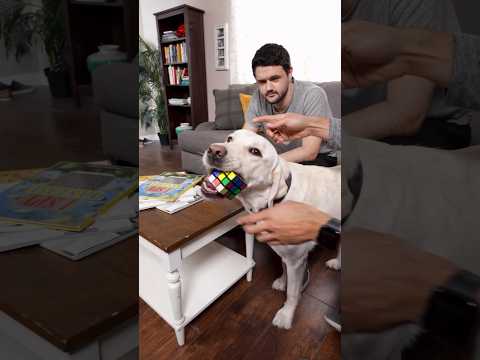 پوستر Dog Solves the RUBIKs CUBE