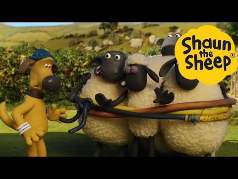 پوستر شان گوسفند 🐑 گوسفند اسیر شده