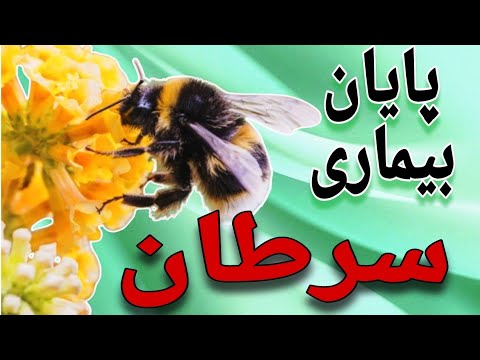 ژل رویال: درمانی موثر برای سرطان و دردهای ناشناخته