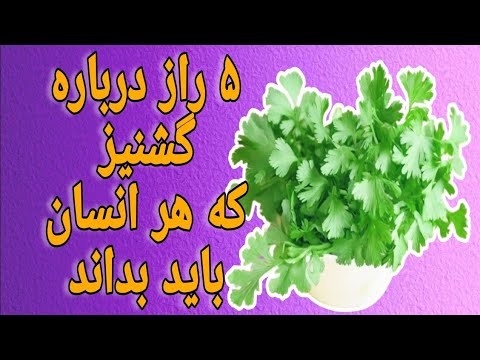 تخم گشنیز: سلامتی و طعم در یک نگاه