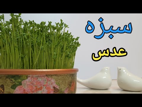 پوستر سبزه عدس/آموزش درست کردن سبزه عدس/سبزه عید با عدس/آموزش...