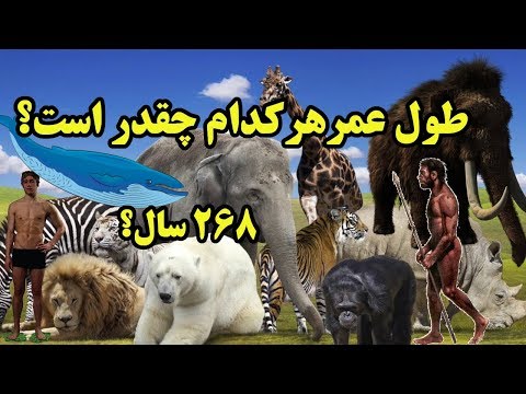 پوستر دی‌ان‌ای؛ راز طول عمر موجودات حال و گذشته زمین