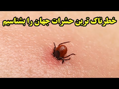 پوستر مرگبارترین حشرات جهان که میلیونها انسان رو به کام مرگ کشیده...