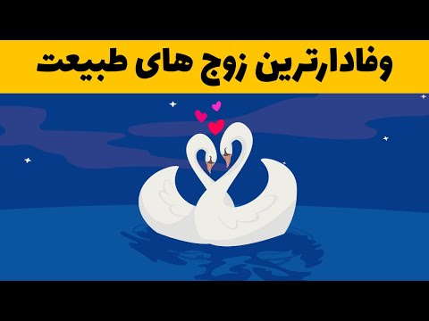 حیواناتی که وفاداری بیشتری به شریک خود دارند