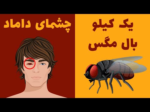 پوستر عجیب‌ترین مهریه‌های ثبت شده در ایران - کانال سیزده