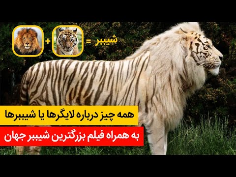 پوستر همه چیز درباره لایگر یا شیببر - کانال سیزده