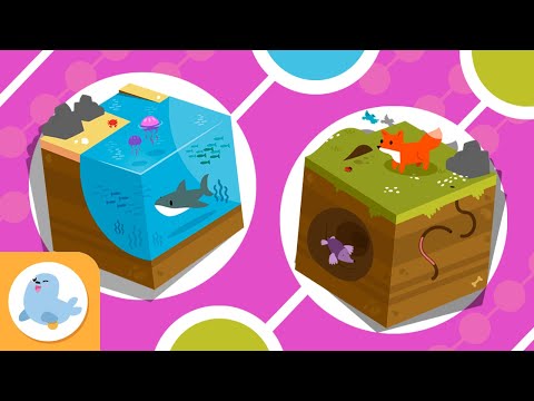 پوستر زنجیره‌های غذایی برای کودکان 🌱⬅🐝⬅🐦⬅🐺 تعریف و دسته‌بندی...