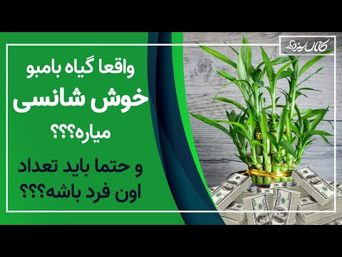 آیا گیاه بامبو واقعا خوش شانسی می‌آورد؟ و آیا تعداد آن باید فرد باشد؟