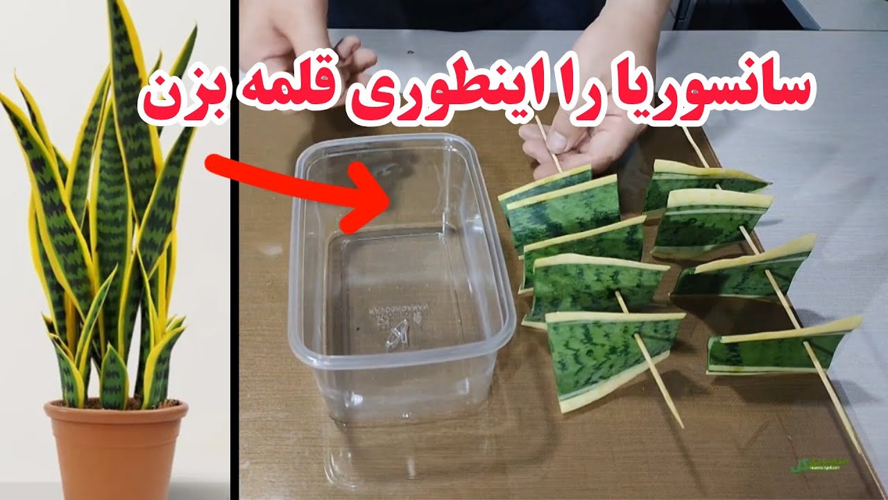 پوستر روش جادویی تکثیر سانسوریا در آب بدون نیاز به خاک!