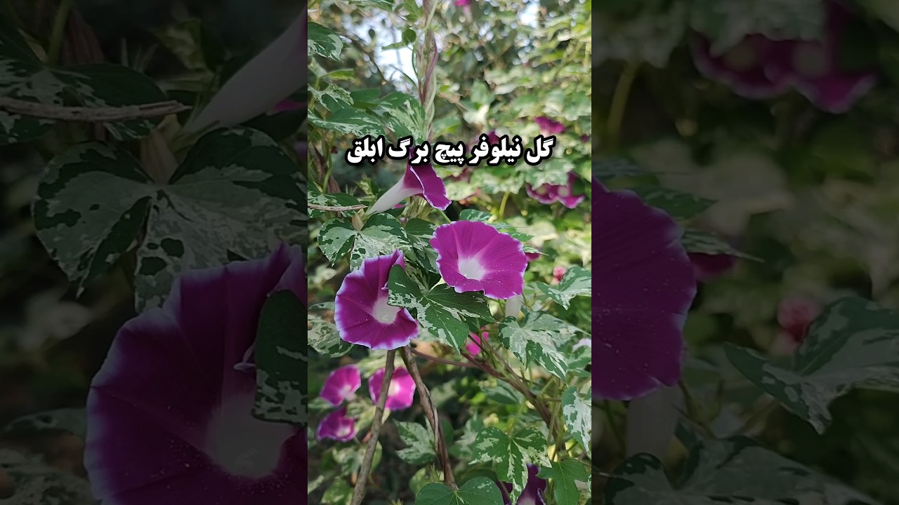 پوستر معرفی گل نیلوفر خاص و کمیاب برگ ابلق