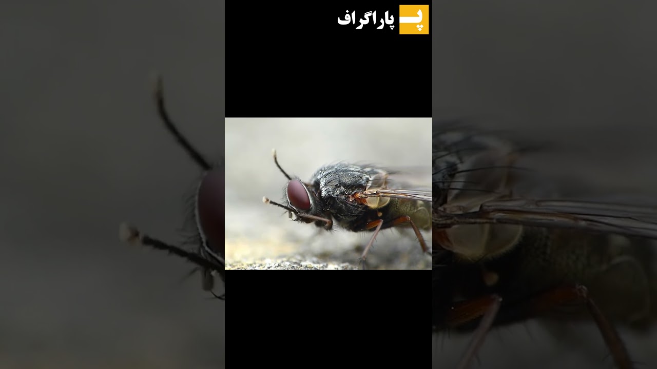 پوستر چرا مگس ها دستاشونو به هم میمالن؟ Shorts