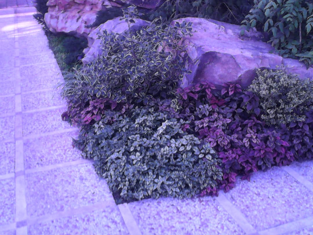 باغچه كارى سيار حياط در تهران