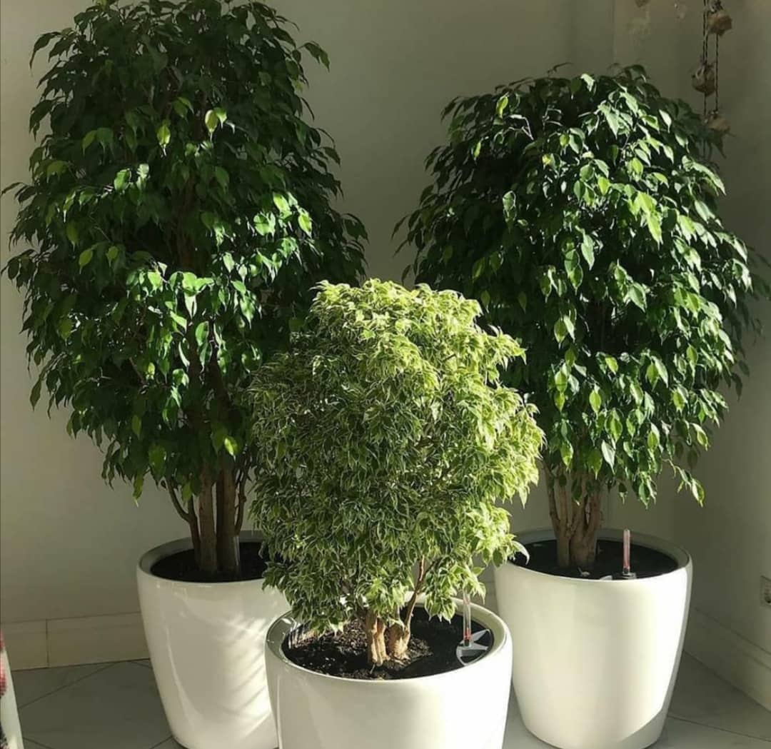 باغچه كارى و گلكارى حياط در تهران