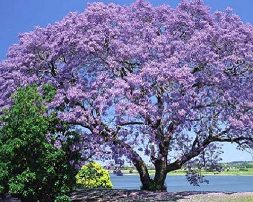 عسل ارگانیک در کرج