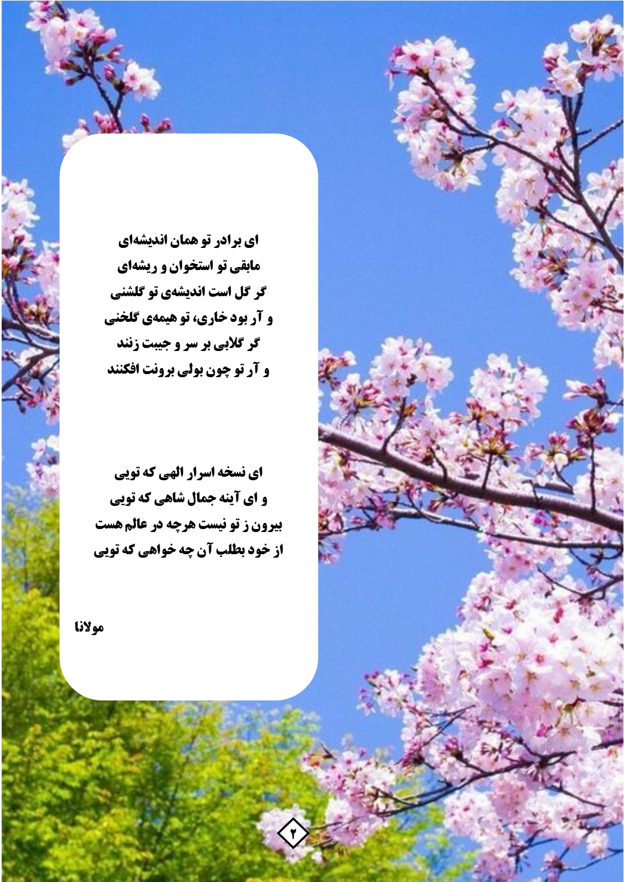 حبیبه محمدی