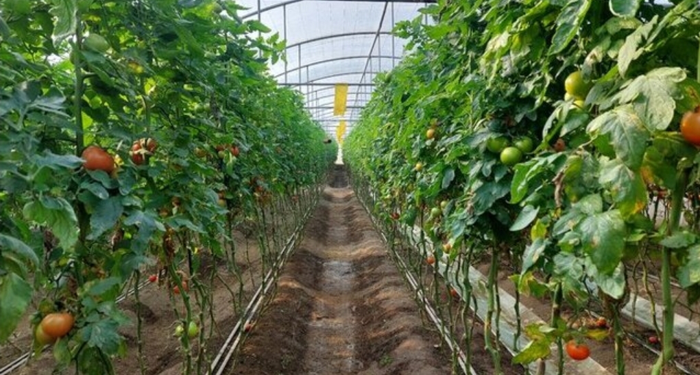 توسعه انتخاب سبز