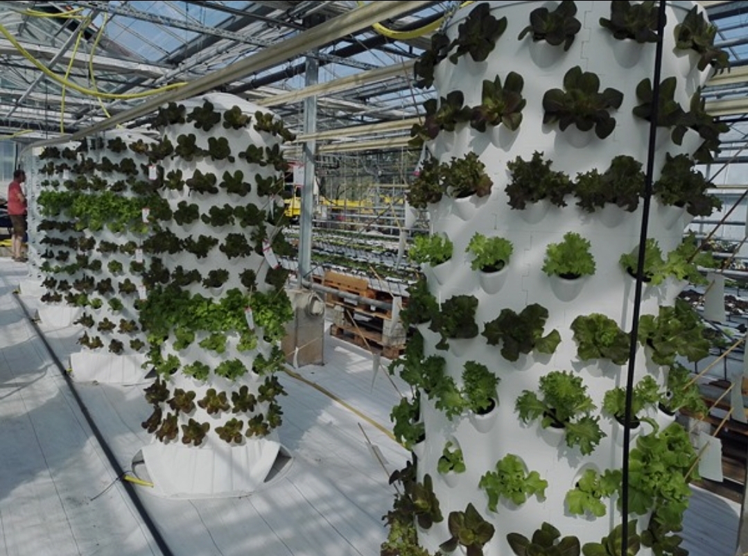 توسعه انتخاب سبز