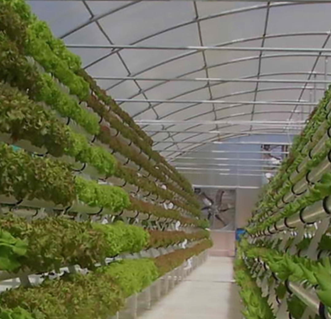 توسعه انتخاب سبز